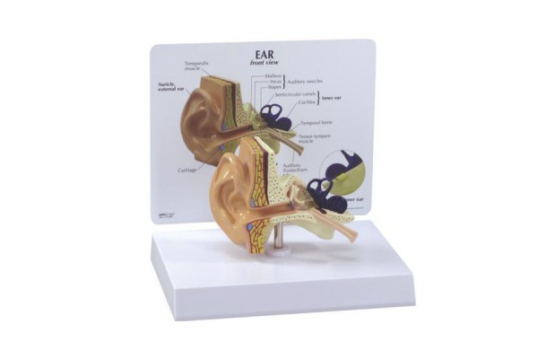 model ucha - 1019526 3b scientific modele anatomiczne 2